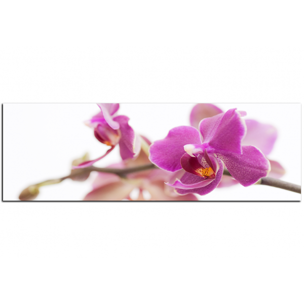 Obraz na plátně - Orchidej květ izolována na bílém pozadí - panoráma